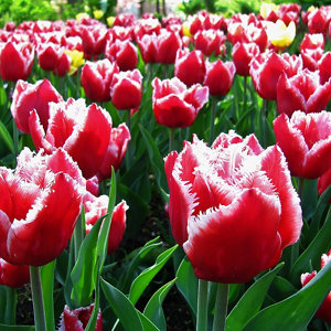 Canasta Tulip Flower bulb