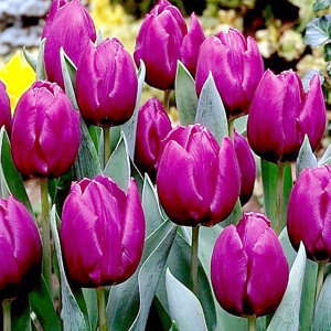 Purple prince Tulip Flower bulb