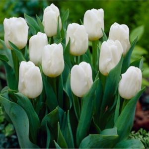 Calgary Tulip Flower Bulb White