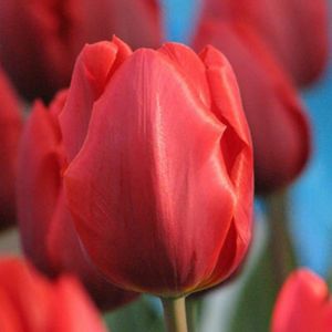 Colour Cardinal Tulip Flower Bulb Red