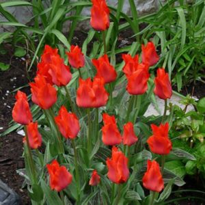 Red Riding Hood Tulip Flower Bulb