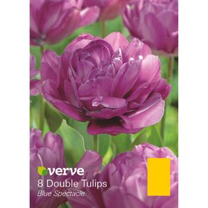 Verve Blue Spectacle Flower Bulb, Pack Purple