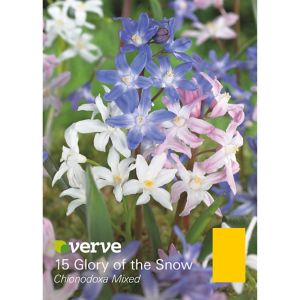 Verve Chionodoxa Mixed Flower Bulb, Pack Multicolour