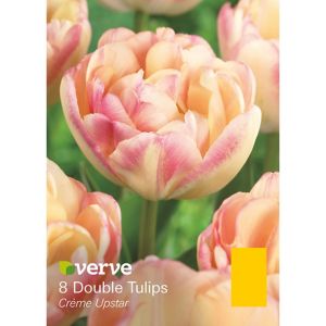 Verve Crème Upstar Flower Bulb, Pack Apricot