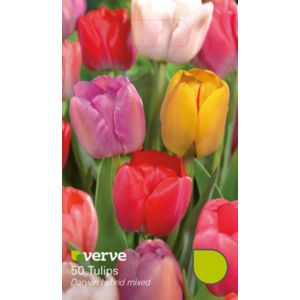 Verve Darwin Hybrid Mixed Tulip Flower Bulb, Pack Multicolour