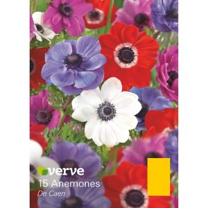 Verve De Caen Flower Bulb, Pack Blue, Red & White