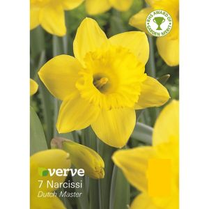 Verve Dutch Master Narcissus Flower Bulb, Pack Yellow