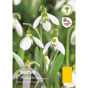 Verve Galanthus Elwesii Flower Bulb, Pack White