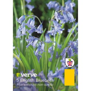 Verve Hyacinthoides Non-Scipta Flower Bulb, Pack Blue
