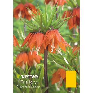 Verve Imperialis Rubra Flower Bulb Purple & White