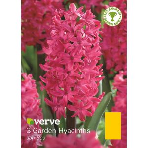 Verve Jan Bos Hyacinth Flower Bulb, Pack Red