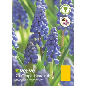 Verve Muscari Armeniacum Flower Bulb, Pack Blue