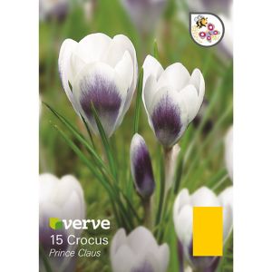 Verve Prince Claus Flower Bulb, Pack Purple & White