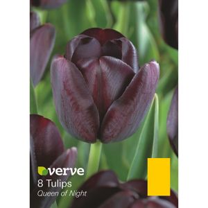 Verve Queen Of Night Tulip Flower Bulb, Pack Black