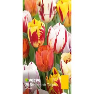 Verve Rembrandt Mixed Tulip Flower Bulb, Pack Multicolour