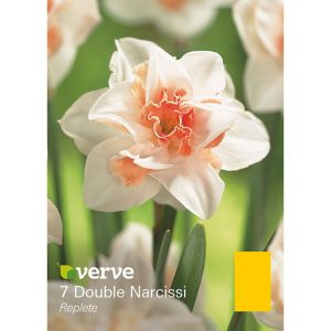 Verve Replete Flower Bulb, Pack White & Orange