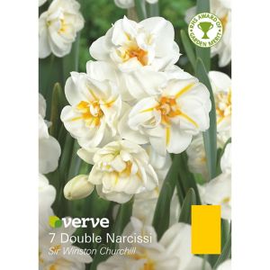 Verve Sir Winston Churchill Flower Bulb, Pack White