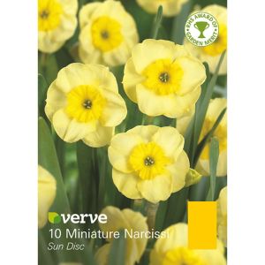 Verve Sun Disc Flower Bulb, Pack Yellow