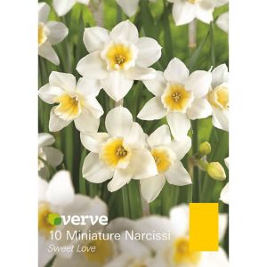 Verve Sweet Love Flower Bulb, Pack White & Yellow