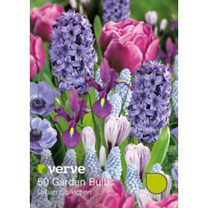 Verve Urban Collection Flower Bulb, Pack Multicolour