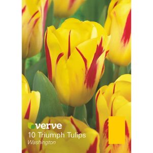 Verve Washington Flower Bulb, Pack Red